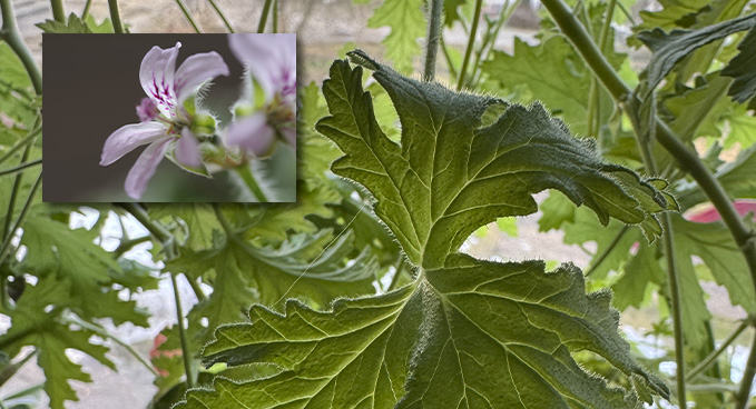 Foto: Mostphotos & privat